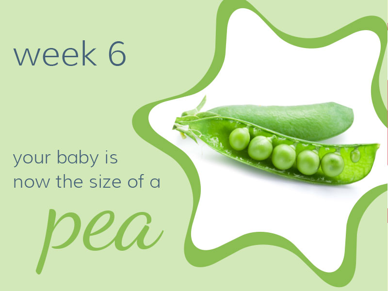 Week 6